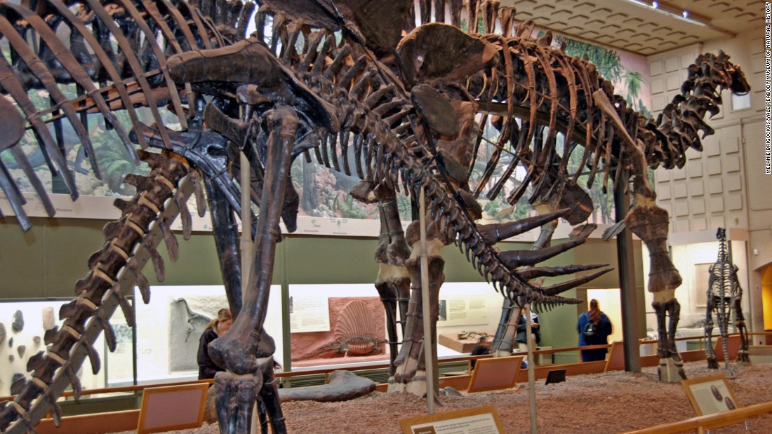 fossil brontosaurus