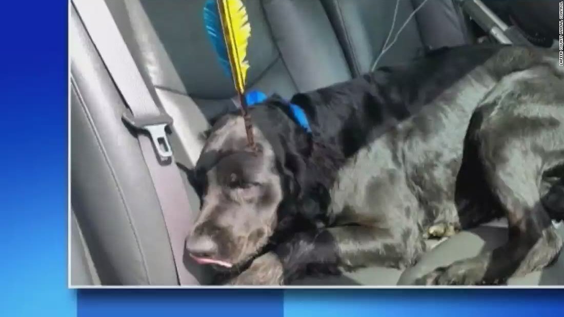 Dog with arrow in head stumbles to house for help - CNN Video