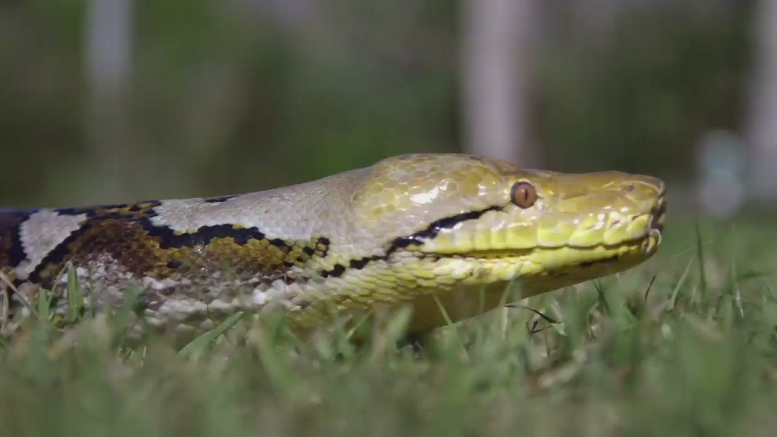 Размер изображения python