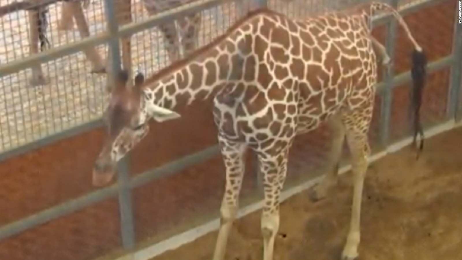 Internet-famous giraffe dies at Dallas Zoo - CNN