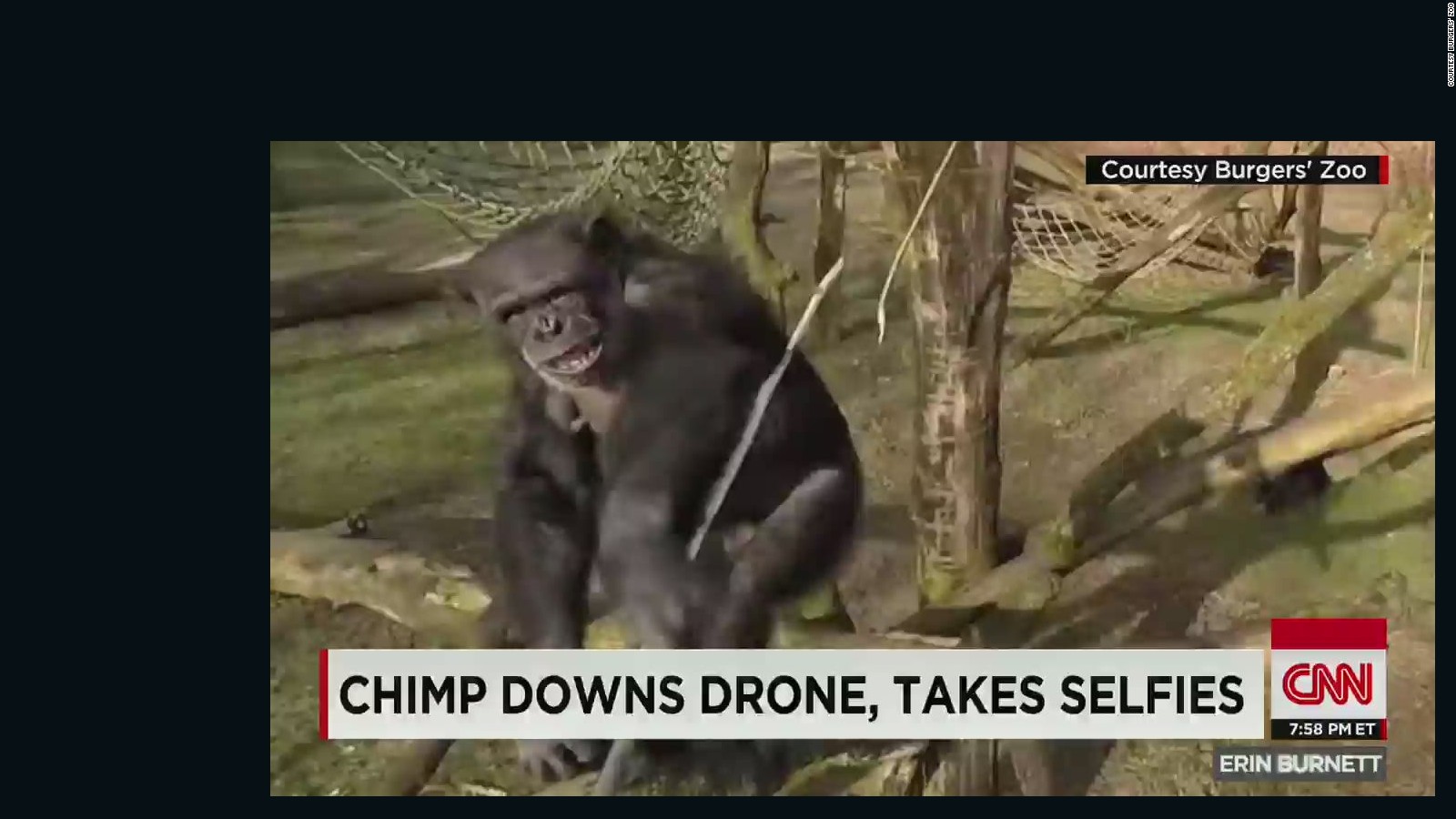 Chimp takes down drone - CNN Video