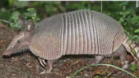 Bullet ricochets off armadillo, hits mother-in-law - CNN Video