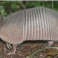 Bullet ricochets off armadillo, hits mother-in-law - CNN Video