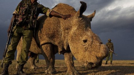 With 1 male left worldwide, northern white rhinos under guard 24 hours