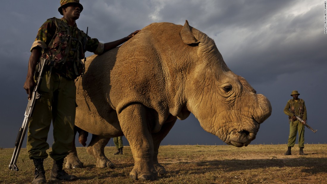 World's last male northern white rhino joins Tinder | CNN