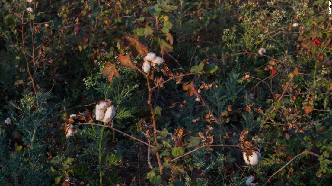 A cotton field in Vidarbha. Last year, India produced a record amount of cotton. This year, cotton cultivation is expected to fall as low prices force farmers to consider growing other crops or turn or find other ways of earning a livelihood.