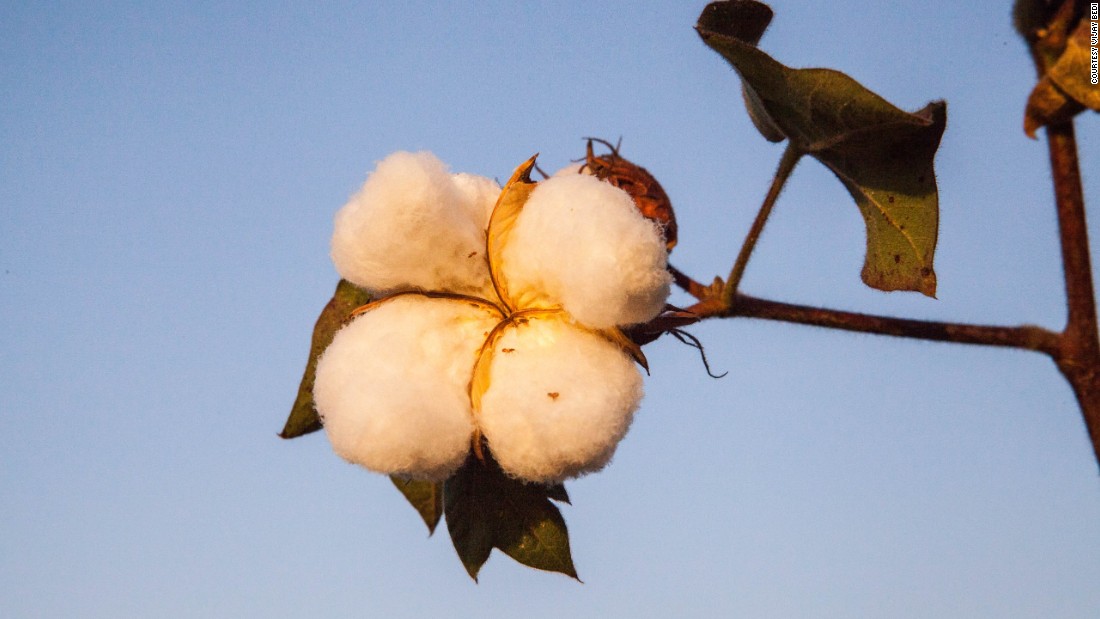 There is a glut of cotton in the global marketplace. This is pushing the price of cotton down. In India&#39;s cotton growing belt of Vidarbha in Maharashtra state, farmers say they are getting around Rs 3,000 ($50) for a quintal of cotton. Just a year ago, they were getting twice that amount.