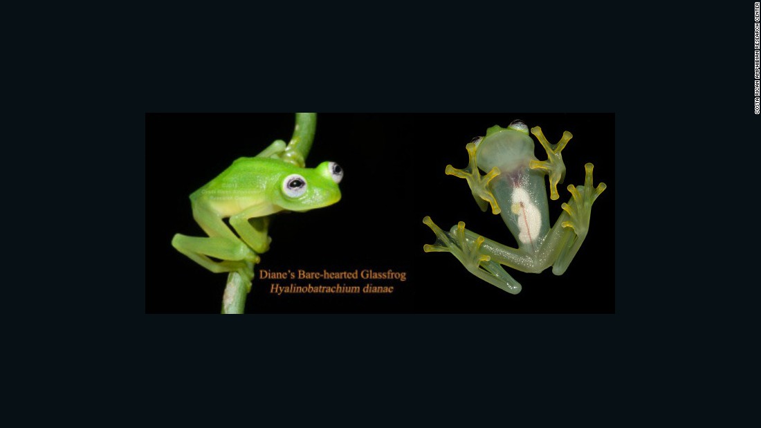 Newly discovered frog species looks like Kermit - CNN.