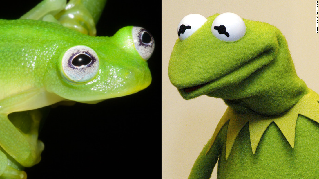 Newly Discovered Frog Looks Like Kermit - CNN Video