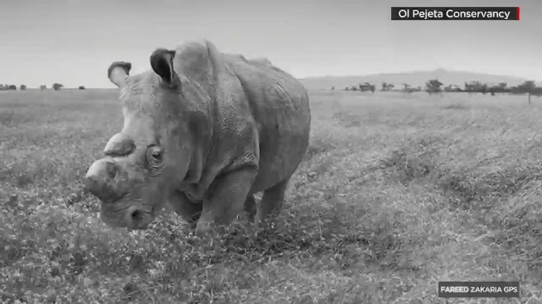 Namibian Village Gets Meat From Hunted Black Rhino Cnn