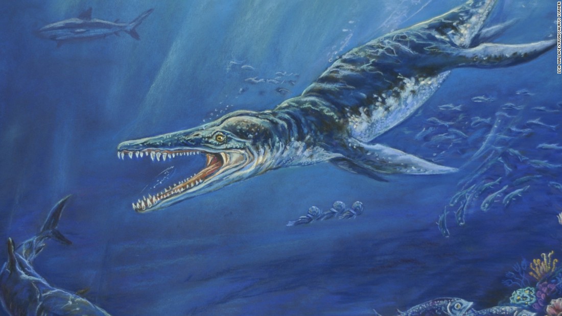 100 Million Year Old Sea Monster Fossil Discovered Cnn Video 2279