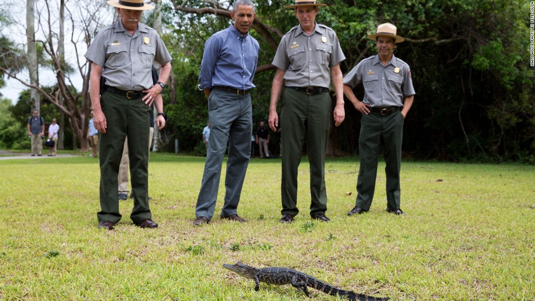 Keeping his distance from a baby alligator on Earth Day at Everglades National Park in Florida on April 22, 2015. 