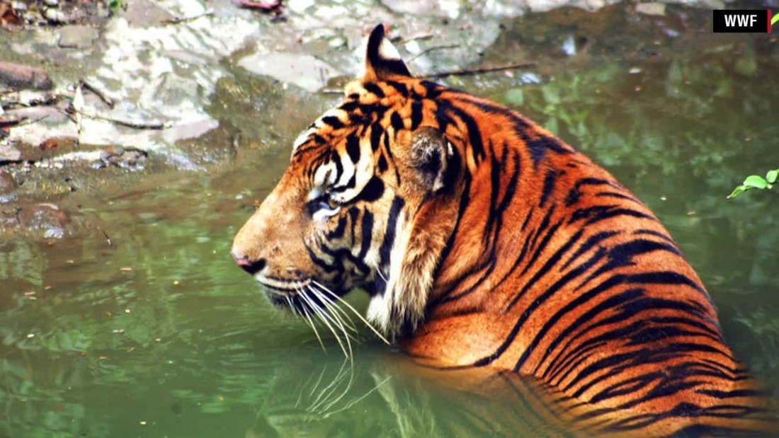 Rare Tiger Encounter Caught On Camera Cnn Video