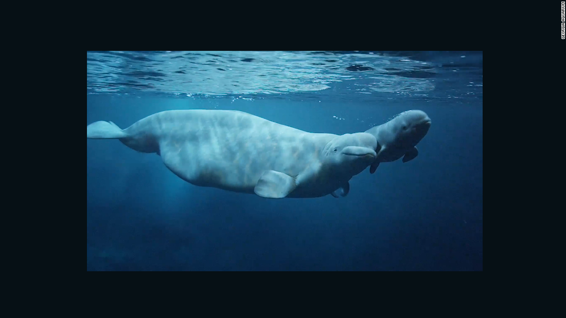 pobblewob whale