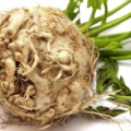 celery root STOCK