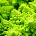 broccoflower STOCK