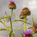 cardoon STOCK