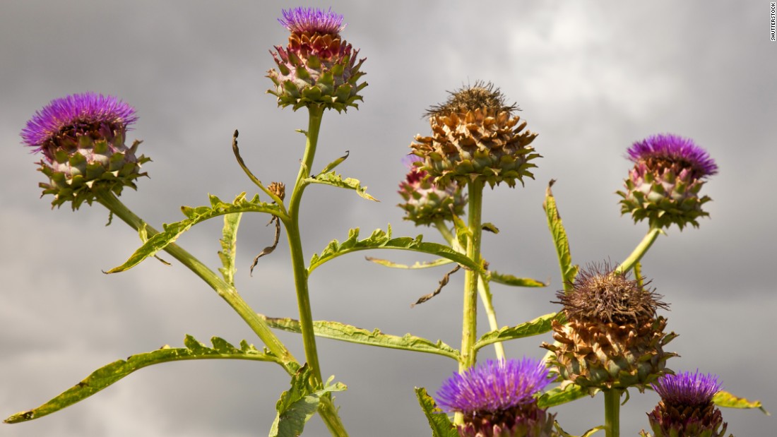 Look past the pretty flowers. You&#39;re eating those gnarly stalks. Chock full of fiber, vitamin B6, folate, calcium, magnesium, potassium, copper and manganese with some great vitamin C, iron and phosphorus, cardoon is amazing for you except for &lt;a href=&quot;http://nutritiondata.self.com/facts/vegetables-and-vegetable-products/2381/2&quot; target=&quot;_blank&quot;&gt;one thing:&lt;/a&gt; It&#39;s a bit high in sodium, about 300 milligrams per serving. They also taste like the best part of an artichoke, with a lot less work. 