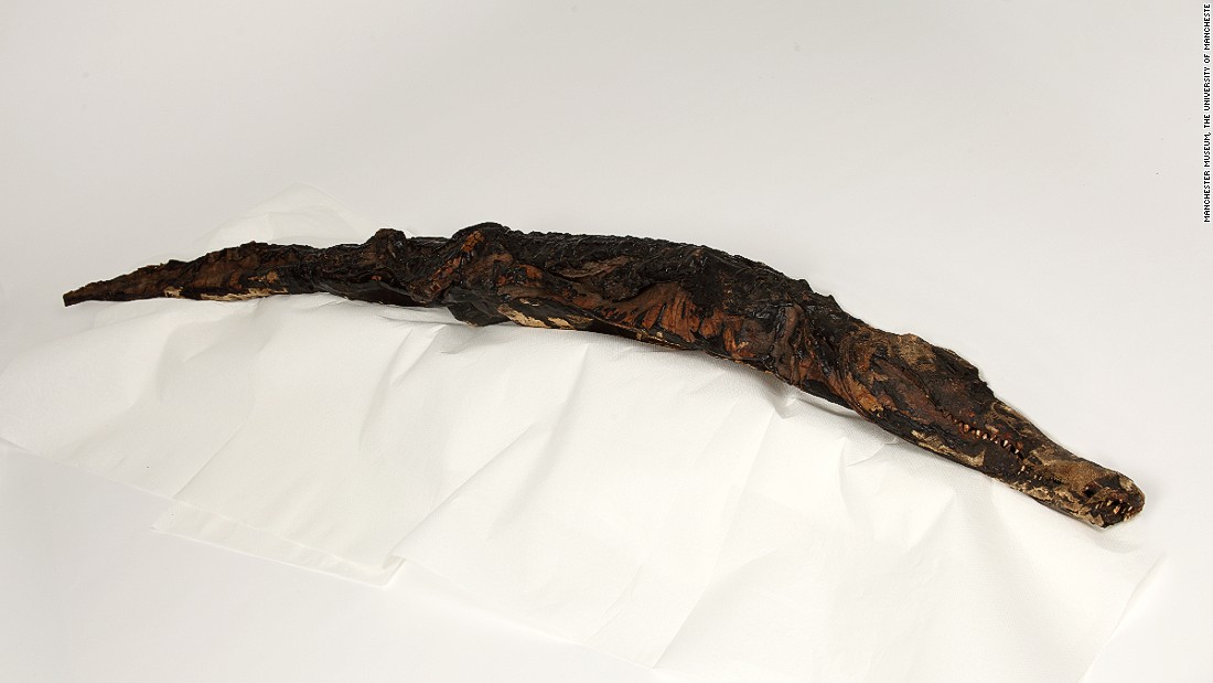 This large crocodile mummy measures 1.7m long. It is the only mummy the team of researchers can confidently determine how it died: a fracture on the top of its head confirms blunt force trauma.