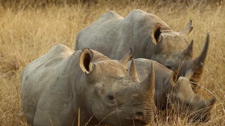 Namibian Village Gets Meat From Hunted Black Rhino Cnn