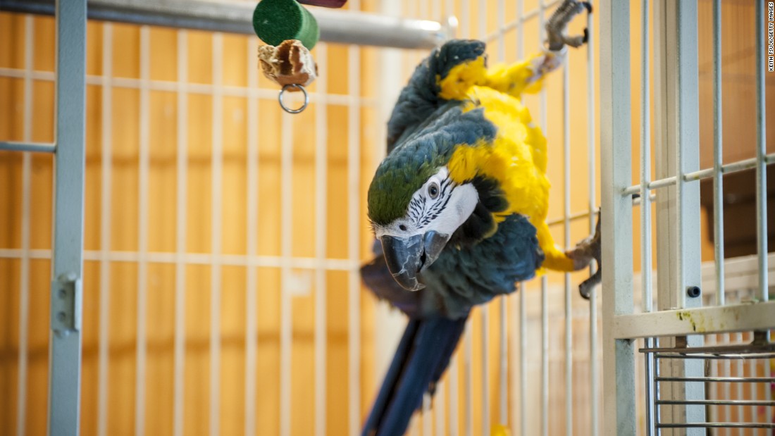 Parrot fever can infect parrots, parakeets and macaws, but rarely causes symptoms for them. It can, however, cause fever, chills, headache and pneumonia in people.