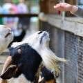 petting zoo goats