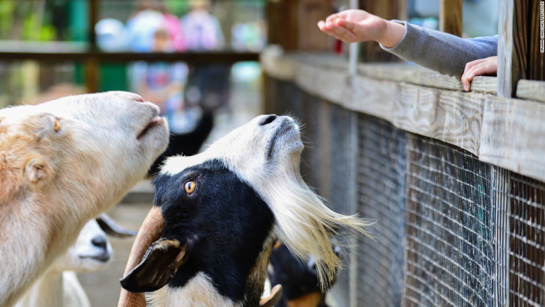 Petting zoos and county fairs have been associated with outbreaks of E. coli and flu. 