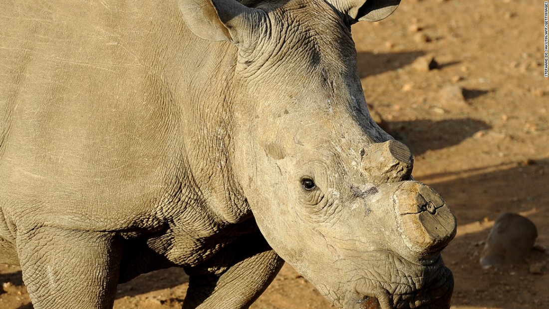 Rhinos are being poached in record numbers, and the Californian startup believe an ethical alternative will undermine the black market.  