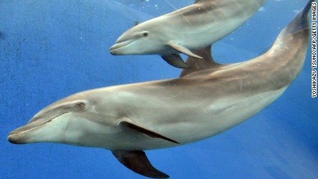 Japan aquariums to stop taking dolphins from annual Taiji hunt