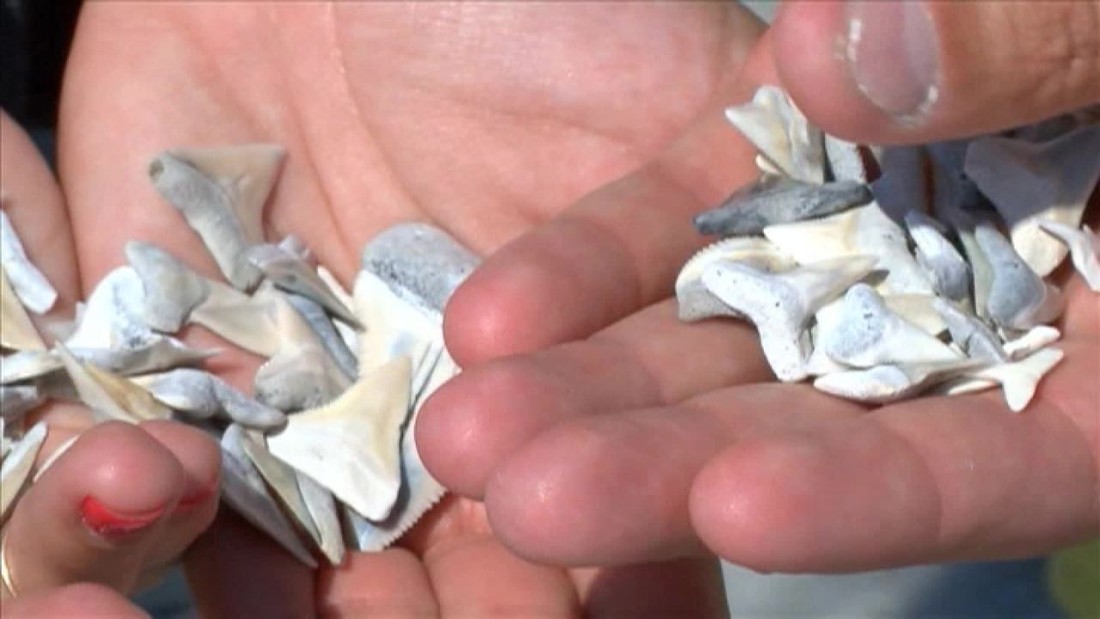 Fossilized Shark Teeth Found On Florida Beach Cnn Video