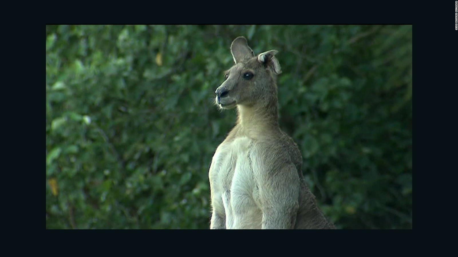 Giant Kangaroo Stalks Australian Suburb - CNN Video