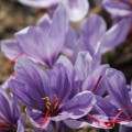 saffrom flower crocus