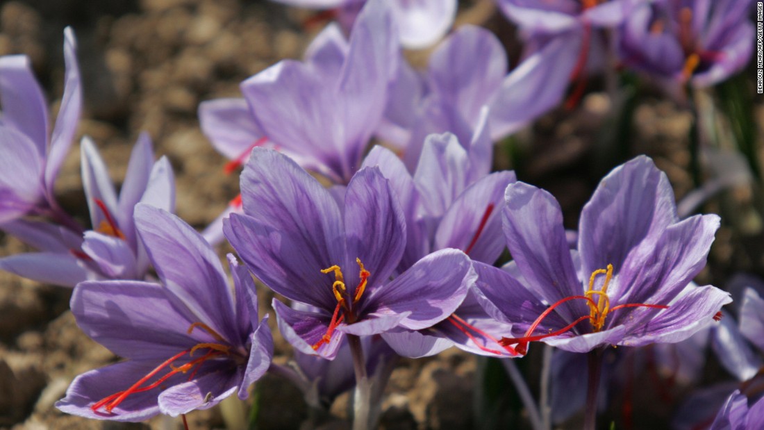 Around 200,000 red strands must be plucked from Crocus Sativus flower to produce each pound of the world&#39;s most expensive spice.  