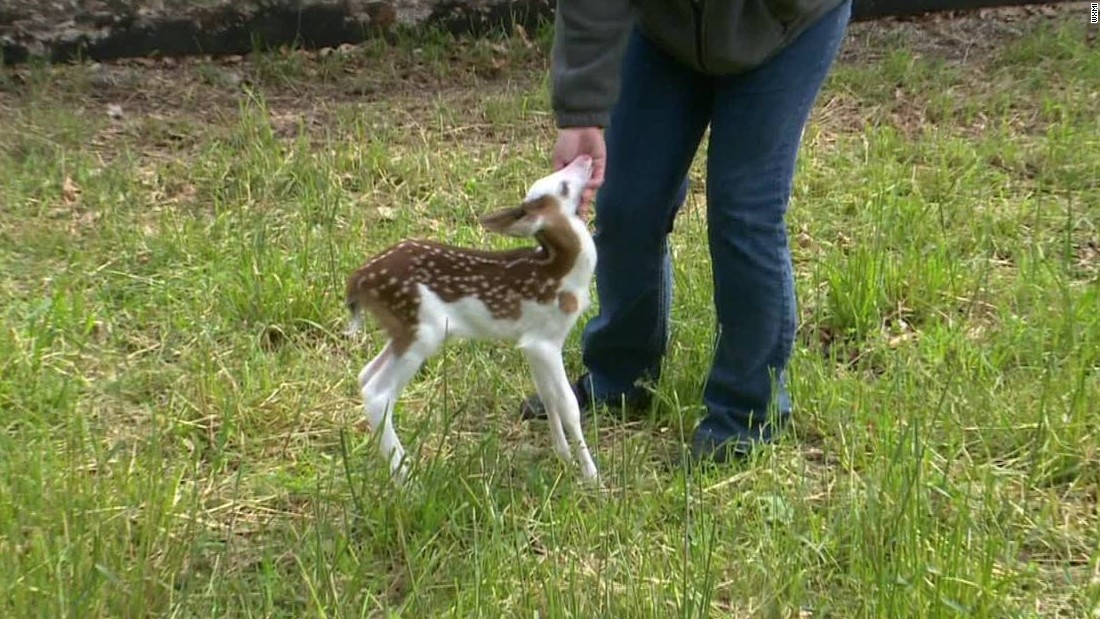 Rare White Face Fawn Abandoned By Mom Cnn Video 