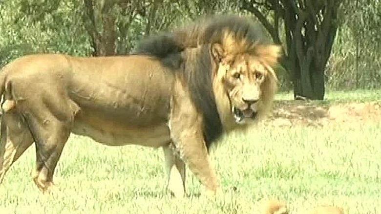 tourist killed by lion