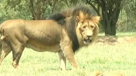 Photo shows lion moments before it killed U.S. tourist - CNN