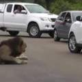 Photo shows lion moments before it killed U.S. tourist - CNN