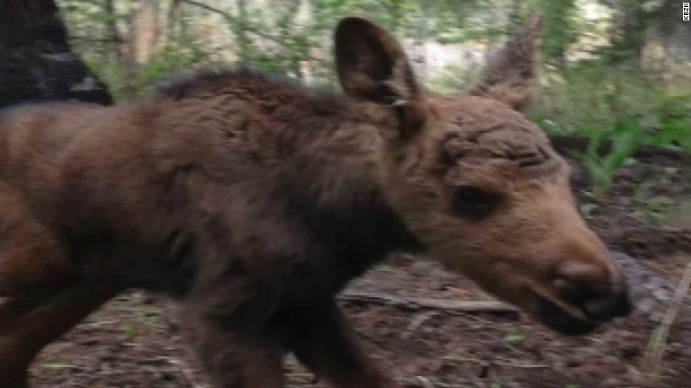 Man Finds Baby Moose Park Officials Kill It Cnn Video