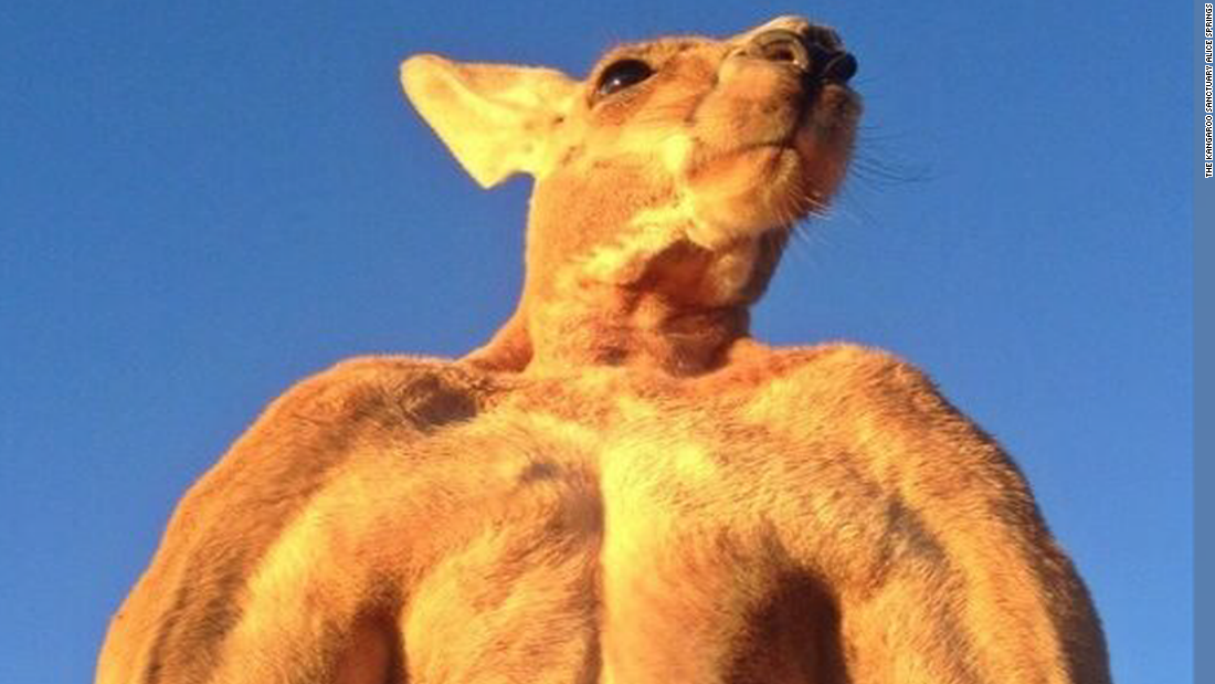 200 pound Ripped Kangaroo Crushes Metal CNN Video
