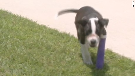 10 Week Old Pit Bull Mix Found With Muzzle Taped Shut