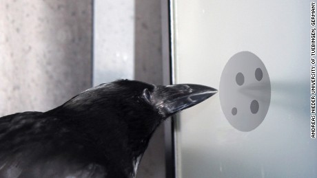 Crows recognize numbers of dots, regardless of size, shape or arrangement, a study says.