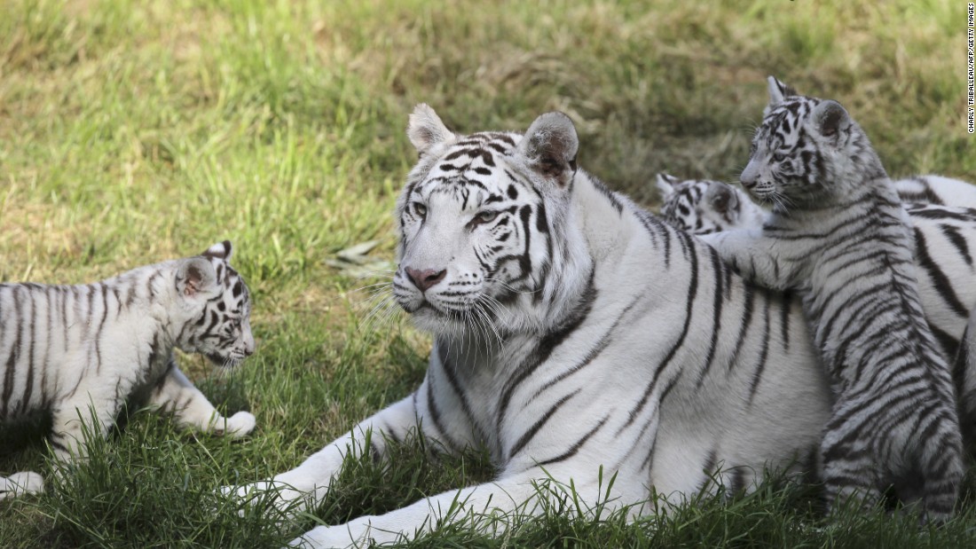 Lisa and her three 2-month-old babies relax at the Zoo de Cerza in Hermival-les-Vaux, northwestern France, on June 10. 