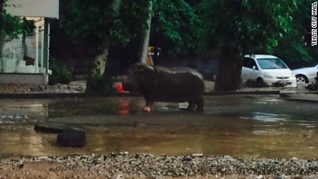 A hippopotamus escaped its enclosure after flooding in Tbilisi, Georgia. 
