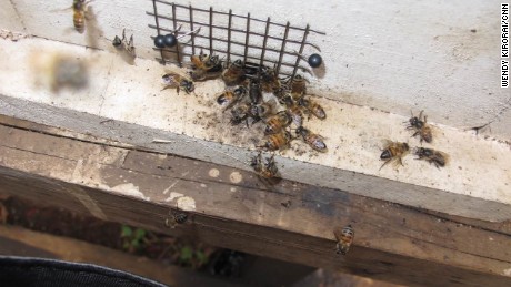 Bees are studied at the  African Reference Laboratory for Bee Health in Nairobi, Kenya.