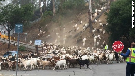 Berkeley Lab&#39;s &quot;Goats gone wild&quot; video has been viewed more than a million times on Facebook.