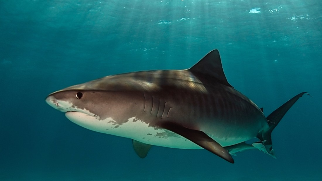 Белая акула против. Тигер Шарк акула. Тигровая акула против касатки. Белая тигровая акула. Тигровая акулбеоая акула.