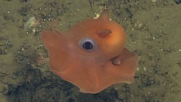 'Googly-eyed' squid charms scientists | CNN