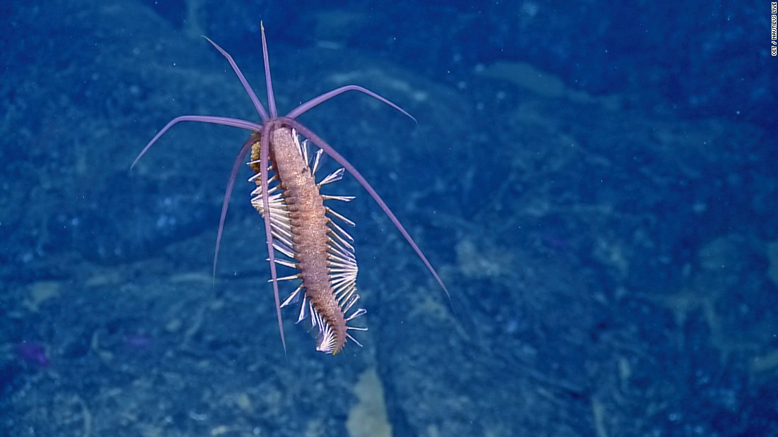 Rare Deep Sea Creature Spotted CNN Video