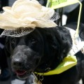 royal ascot dog hat