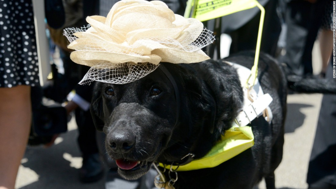 Even guide dogs choose to stick to the guidelines on Royal Ascot&#39;s strict dress code on Ladies&#39; Day.